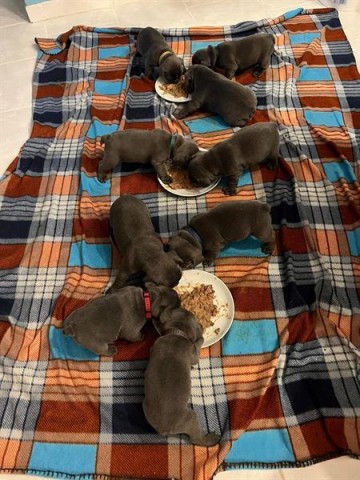 Prachtige Blauwe franse bulldog pups met stamboom  tekoop